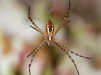 Banded garden spider