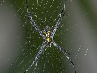 Banana spider