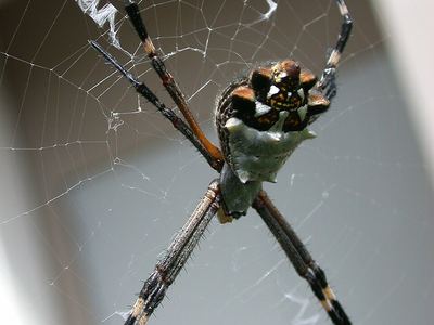 Silver argiope