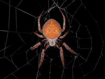 Tropical orb weaver