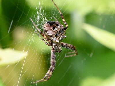 Heptagonal orbweaver