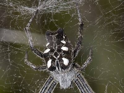 Global tentweb weaver