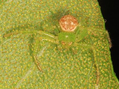 Synema viridans