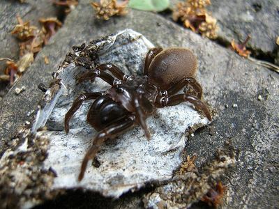 Karsch's purseweb spider