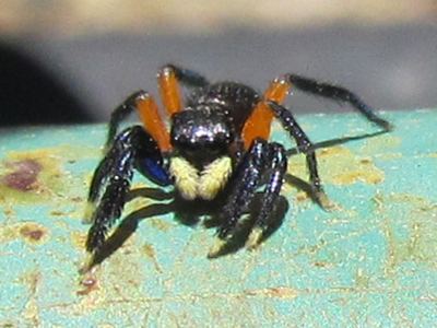 Contrasting jumping spider