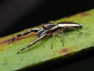 Hentzia grenada