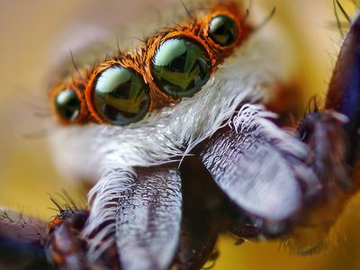 Common Hentz jumping spider