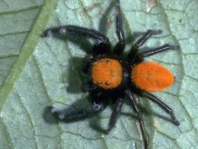 Apache jumping spider