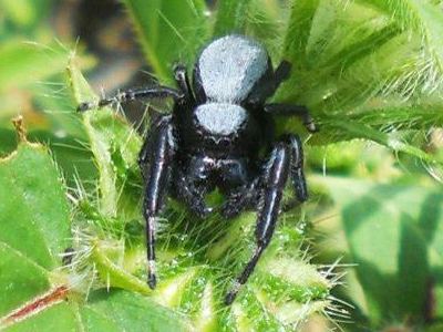 Phidippus octopunctatus