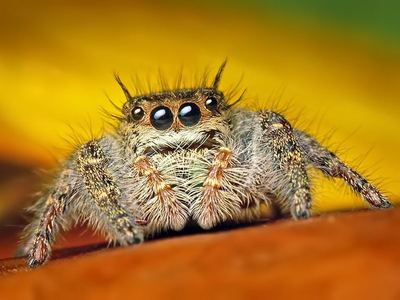 Grayish jumping spider