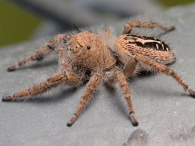 Phidippus texanus
