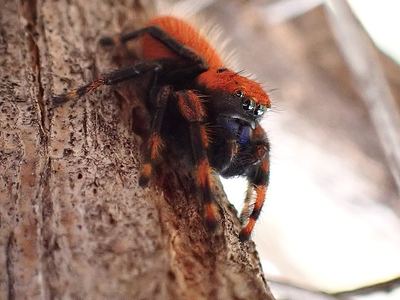 Phidippus nikites