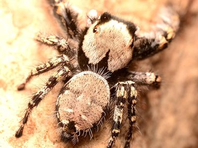 Carolina jumping spider