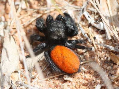 Desert red jumping spider