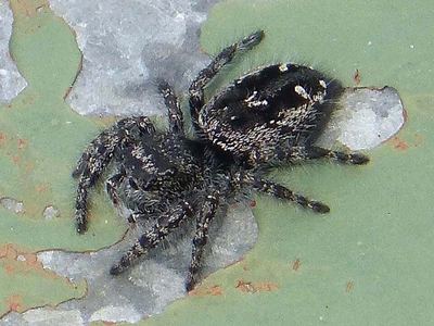 Boreal jumping spider