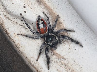 Phidippus vexans