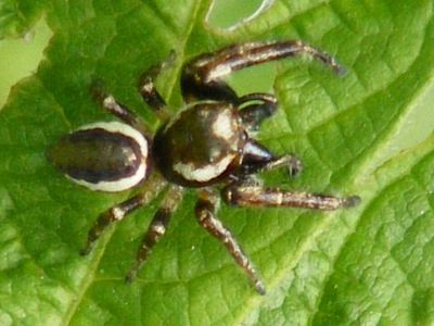 Bronze jumper