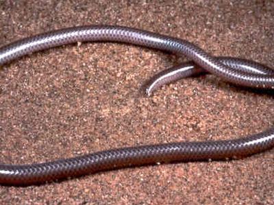Western threadsnake