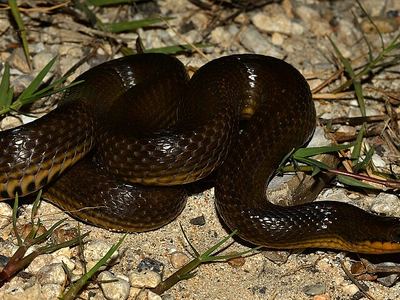 Crayfish snake
