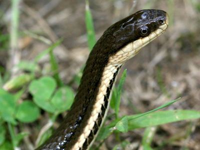 Queen snake