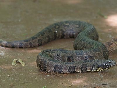 Brown water snake
