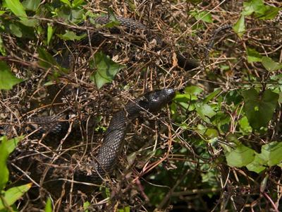 Florida green water snake