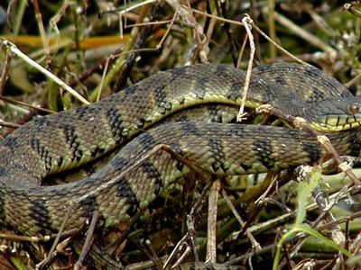 Diamondback water snake