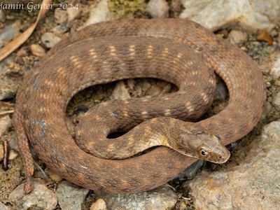 Brazos water snake