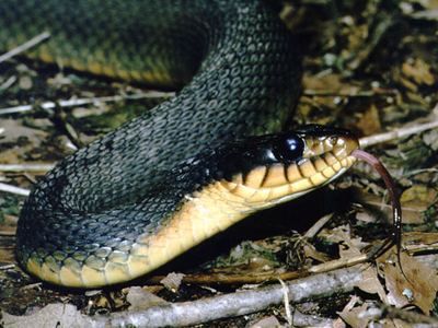 Plain-bellied watersnake