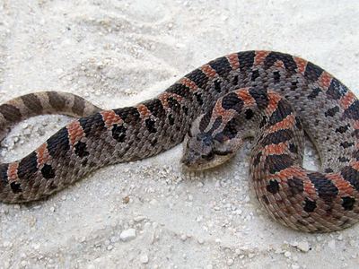Southern hognose snake