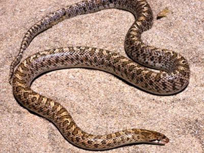 Glossy snake