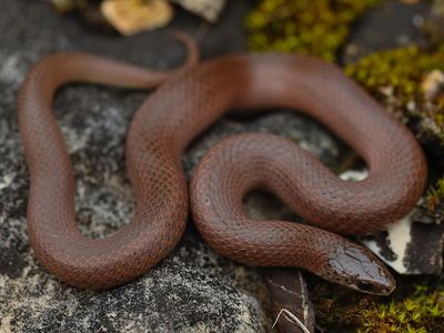 Smooth earth snake
