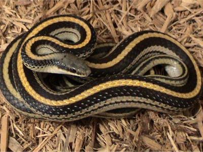 Eastern patch-nosed snake