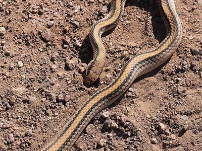 Western patch-nosed snake