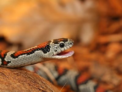 Mexican kingsnake