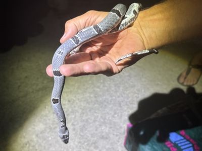 Grey-banded kingsnake