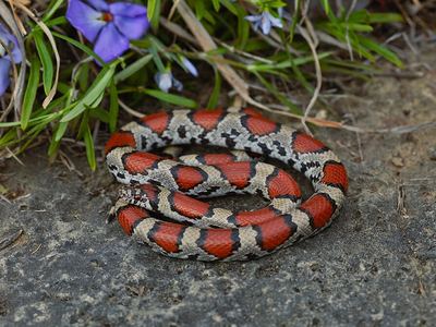 Eastern milksnake