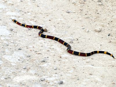 Texas coral snake