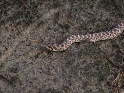 Mexican hog-nose snake