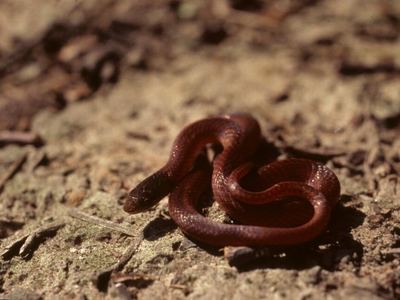 Pine woods snake