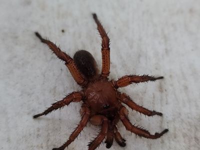 Myrmekiaphila neilyoungi