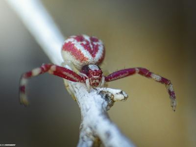 Mecaphesa deserti