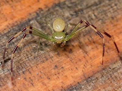 American green crab spider