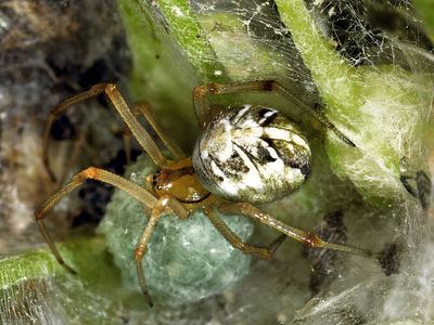Forest cobweb weaver