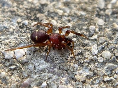 Twospotted cobweb spider