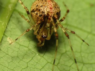 Lyric cobweaver