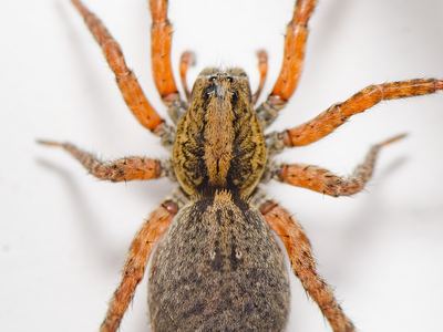 Trochosa sepulchralis