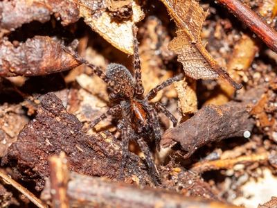 Trochosa abdita