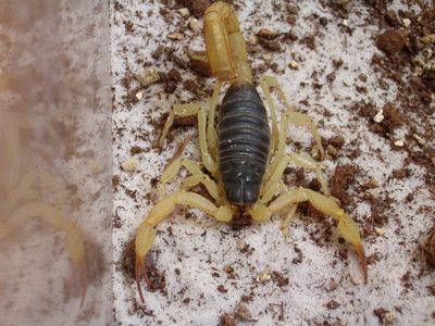 Black hairy scorpion