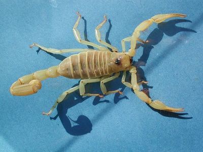Desert hairy scorpion